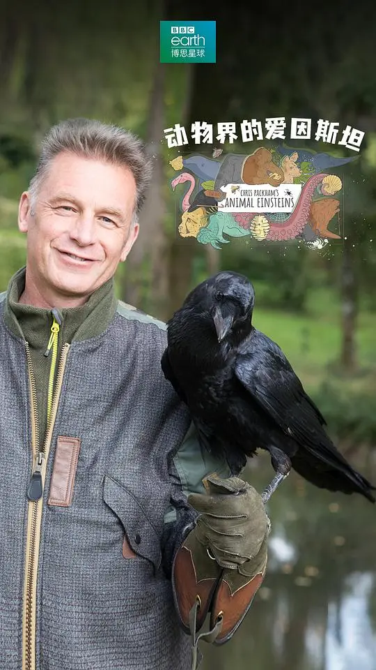 《动物界的爱因斯坦 第一季》：当萌物智商爆表，探秘自然界智慧的奇妙旅程